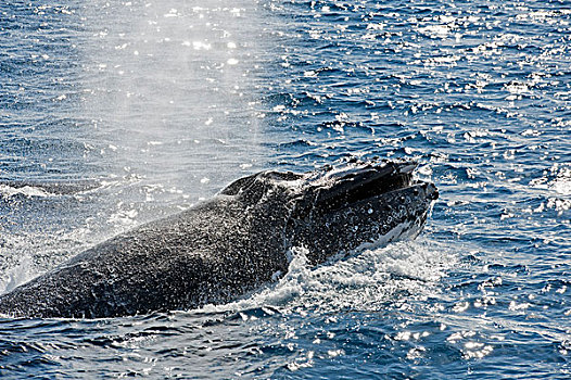 驼背鲸,大翅鲸属,鲸鱼,成年,平面,呼气,赫维湾,昆士兰,澳大利亚,大洋洲