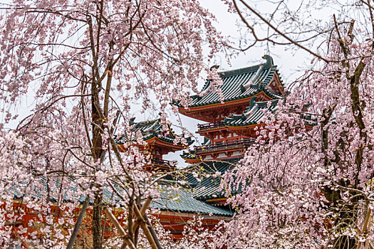 樱花,上方,神社,京都,日本