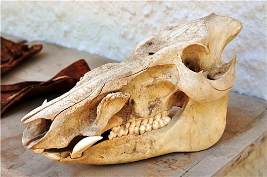 野猪的头骨结构图片图片