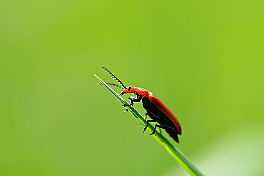 红色,甲虫,雌性