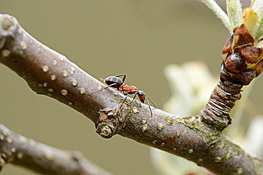 红色,木头,蚂蚁,棕色林蚁,细枝