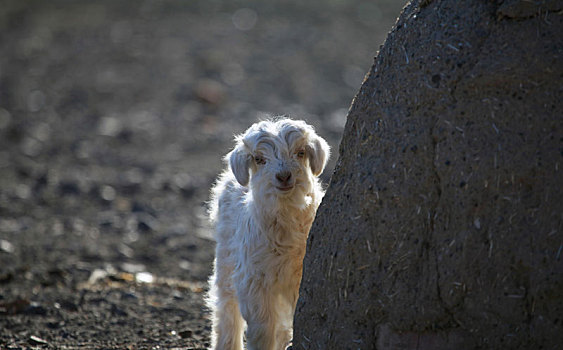 新疆哈密,调皮害羞的小山羊