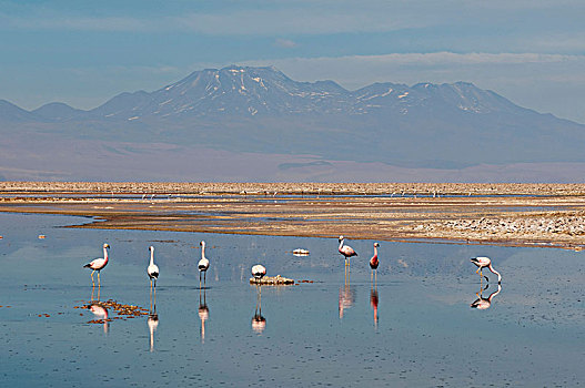 智利红鹤,泻湖,盐湖,阿塔卡马沙漠,智利