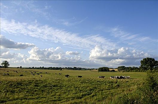 母牛,草地,梅克伦堡前波莫瑞州,德国,欧洲
