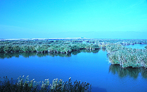 沙湖,湖,芦苇