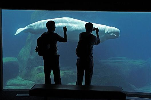 人,照相,白鲸,温哥华水族馆,温哥华,加拿大