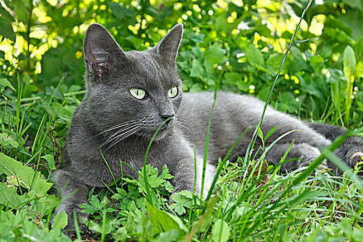 灰色,猫,躺着,草