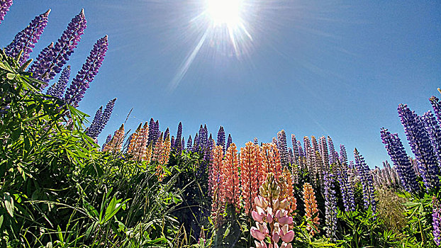 新西兰,彩色,花,蓝天,太阳,逆光