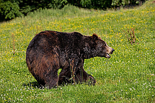 棕熊,成年,花