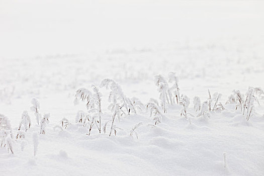 积雪,草,云杉,小树林,艾伯塔省,加拿大
