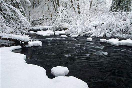 溪流,流动,积雪,树林,银,银色瀑布州立公园,俄勒冈,美国