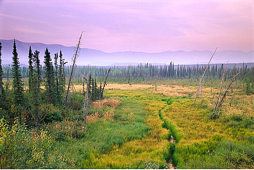 沼泽,山峦,奥基尔维山,育空,加拿大
