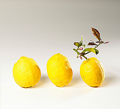 三个,柠檬,一个,茎,叶子
