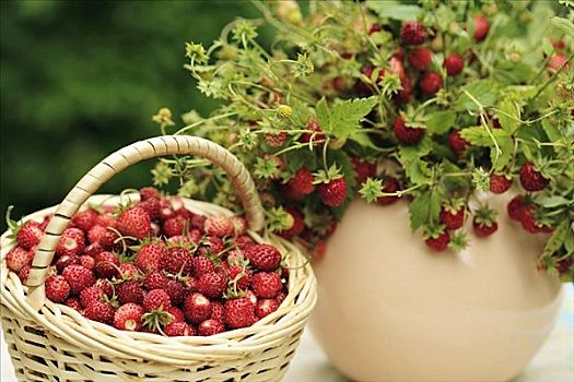 野草莓,篮子,花瓶