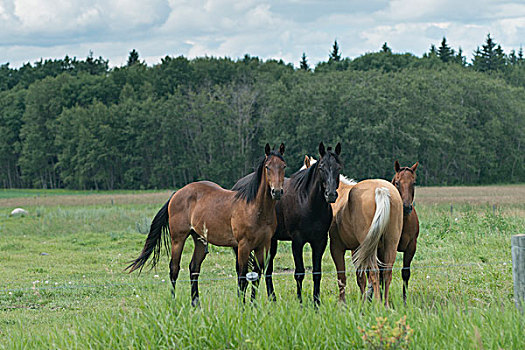 马,站立,地点,赖丁山国家公园,曼尼托巴,加拿大