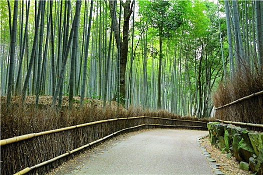 竹林,京都,日本