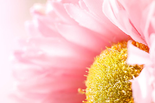 粉色花朵微距特写