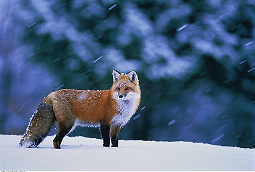 红狐,冬天,阿尔冈金省立公园,安大略省,加拿大