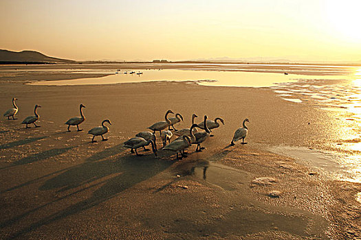夕阳下天鹅湖中的天鹅群