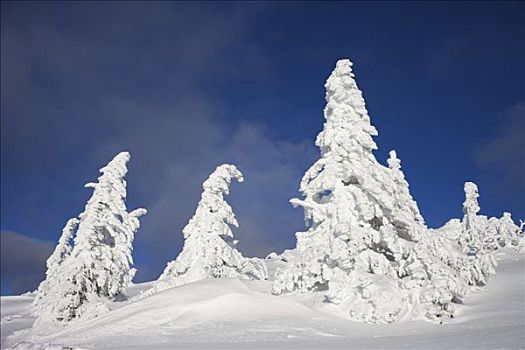 积雪,云杉,冬天,山,巴伐利亚森林,巴伐利亚,德国