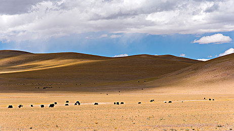 藏羚图片