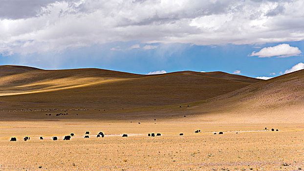 藏羚羊群