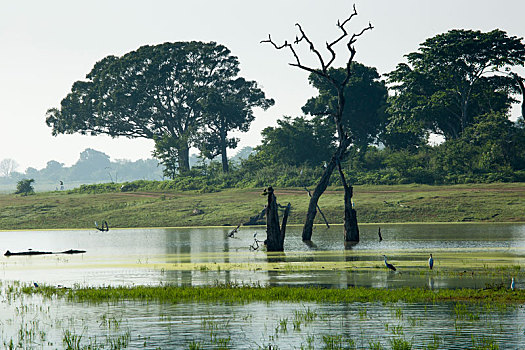 野生,风景,早晨,时间,国家公园,斯里兰卡