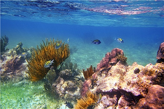 鱼,加勒比,礁石,墨西哥