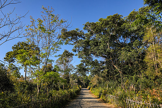 茶树