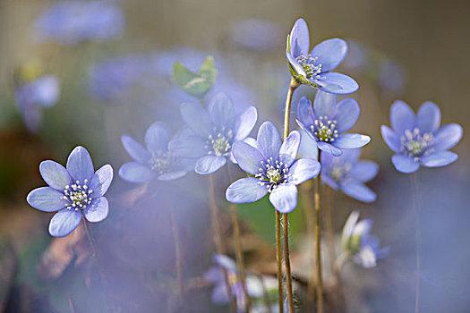 银莲花,地钱属植物,雪割草,雅斯蒙德国家公园,梅克伦堡前波莫瑞州,德国,欧洲