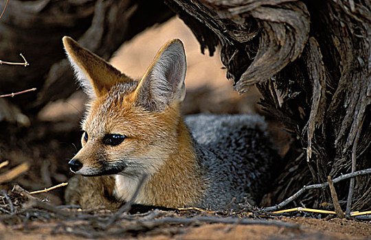 角狐,卡拉哈迪大羚羊国家公园,卡拉哈里沙漠,南非