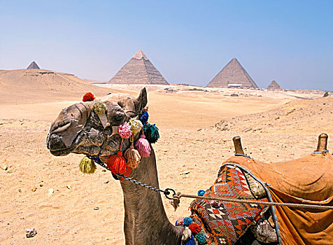 骆驼,金字塔,埃及