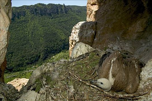 粗毛秃鹫,兀鹫,幼小,悬崖,鸟窝,峡谷,塞文山脉,国家公园,法国