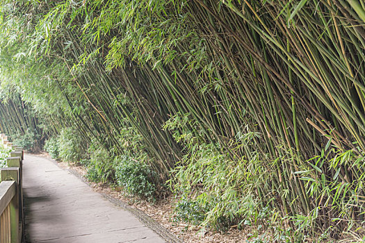 春天里中国成都大熊猫繁育基地的竹林草地道路