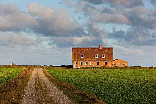 道路,农舍,日德兰半岛,丹麦