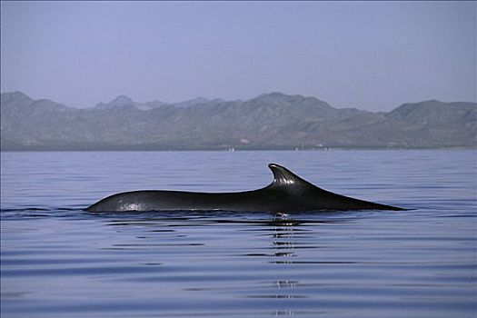 鳍鲸,长须鲸,游泳,水面,科特兹海,北下加利福尼亚州,墨西哥