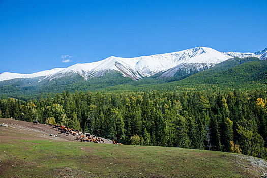 新疆喀纳斯国家地质公园白哈巴雪山下的高山草场树林