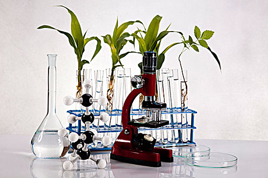 植物,实验室