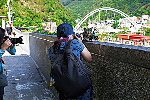 台灣著名的觀光景點,瑞芳猴硐的貓村,遊客正在對著可愛的貓拍照,形成有趣的畫面