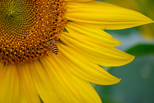 一只蜜蜂在向日葵采蜜的特写