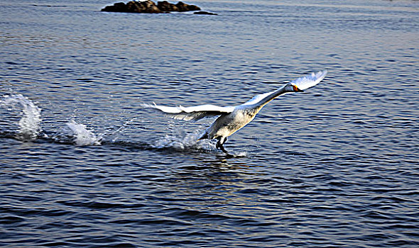 海上飞翔的天鹅