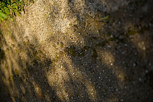 斑驳光影中的苔藓