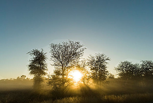 日出,树,早晨,亮光,克鲁格国家公园,南非,非洲