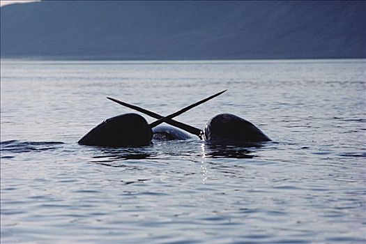 独角鲸,一角鲸,打斗,巴芬岛,加拿大