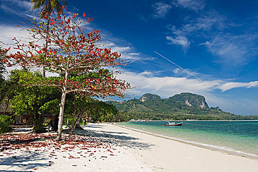 红色,树,沙,海滩,岛屿,泰国,东南亚