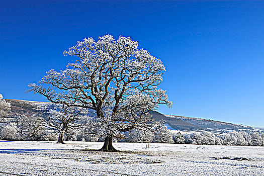 树,波厄斯郡,威尔士