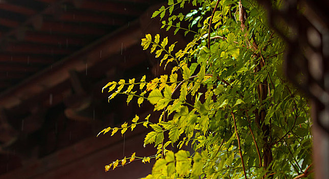 西安古观音禅寺拍的藤蔓植物