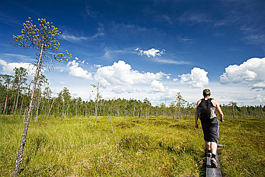 男人,徒步旅行,远足,区域,芬兰