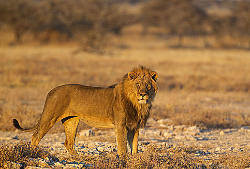 狮子,雄性,早晨,亮光,埃托沙国家公园,纳米比亚,非洲