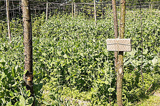 笼子,豌豆,有机蔬菜,花园,荷兰